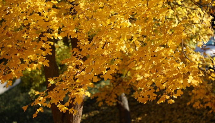 Vasárnapi hírek 2025.10.19