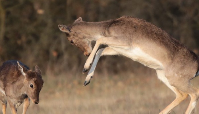 Olvasnivaló karanténra